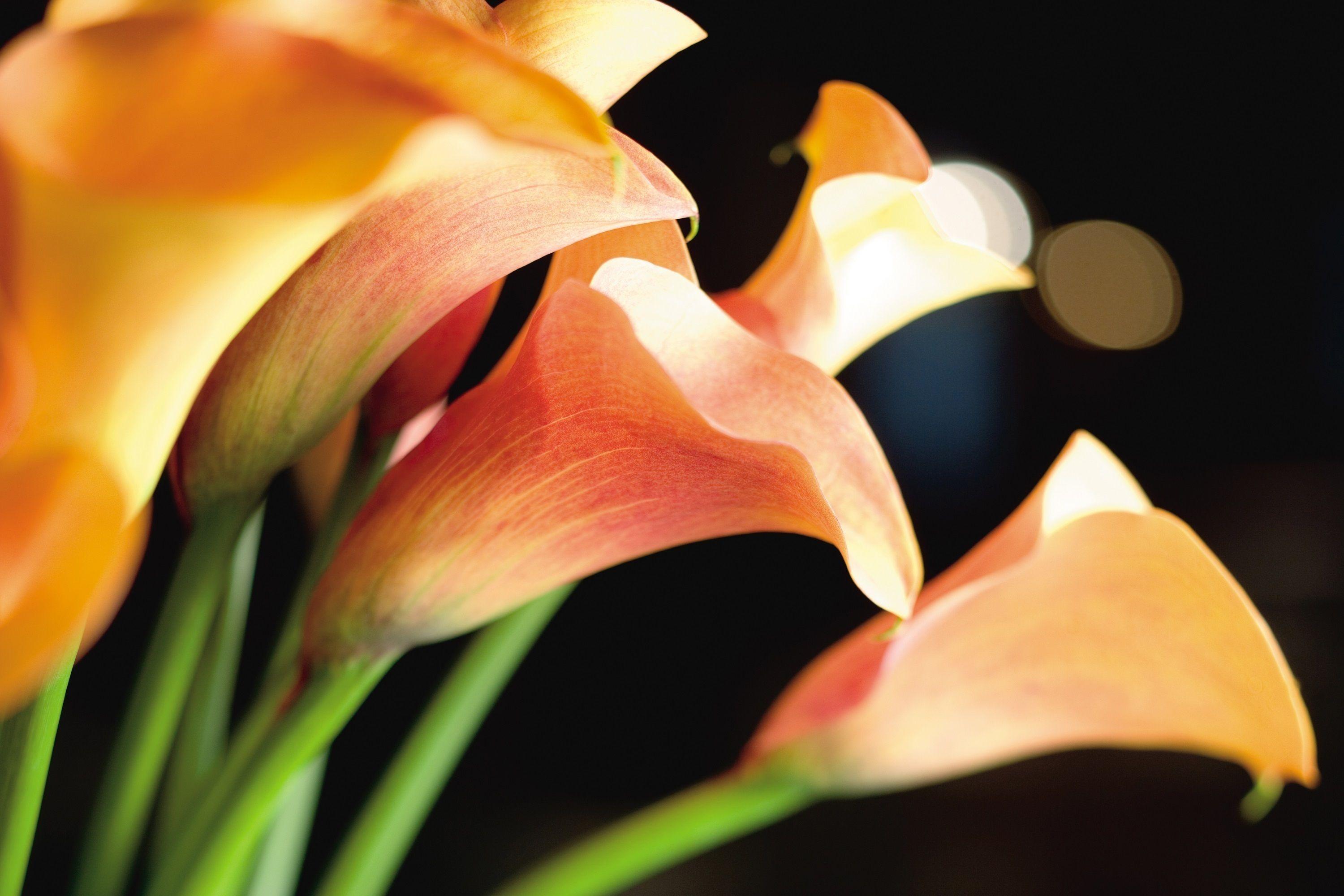 Hotel Mandarin Oriental,