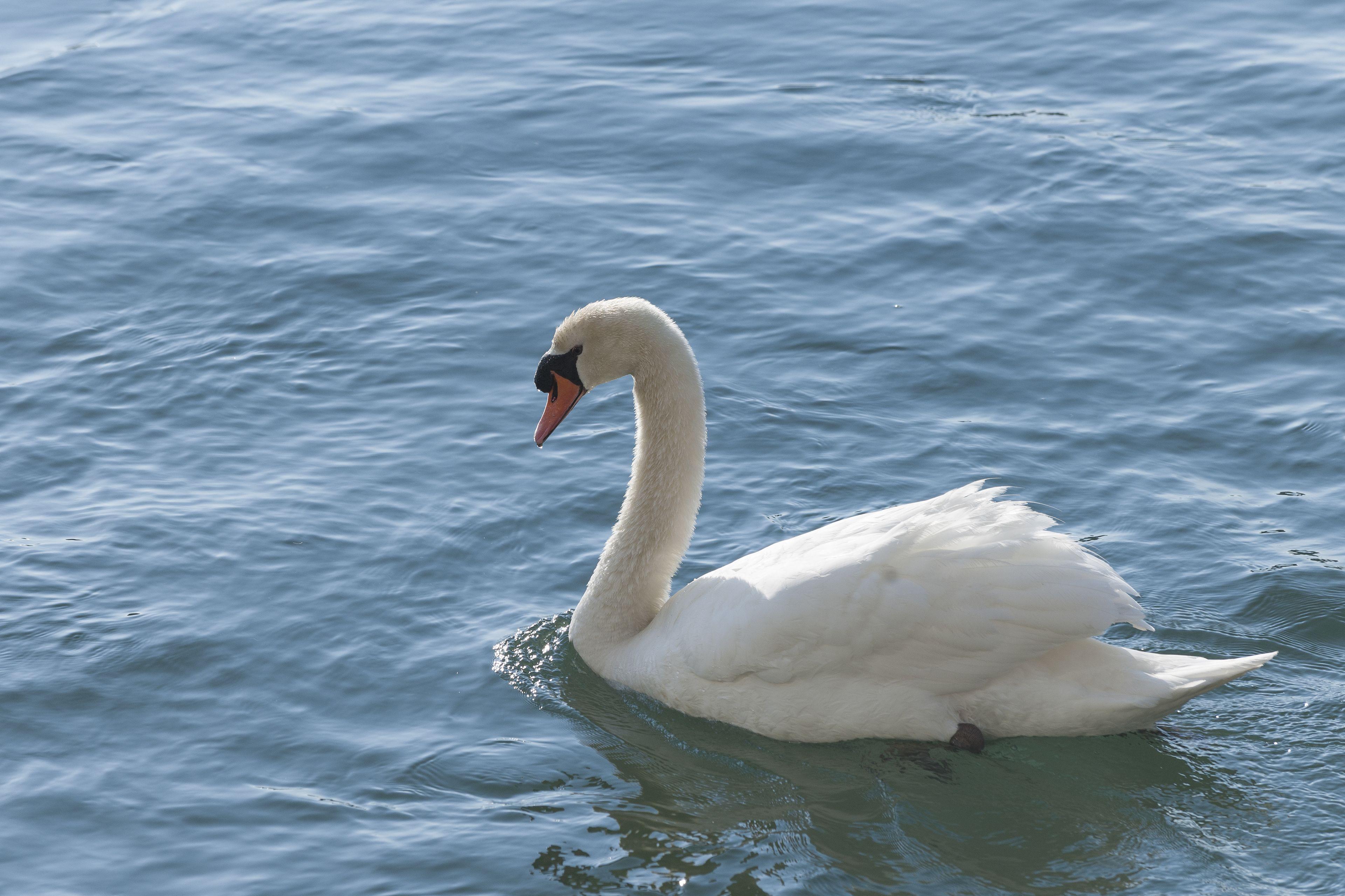 Hotel Mandarin Oriental,